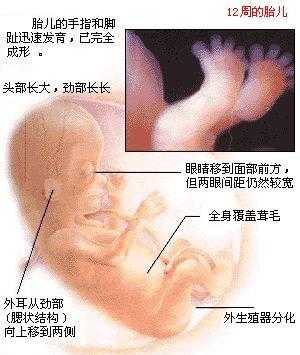 胎儿12周（我怀孕马上七个月了，还会吸肚子，对宝宝有影响吗）  第2张