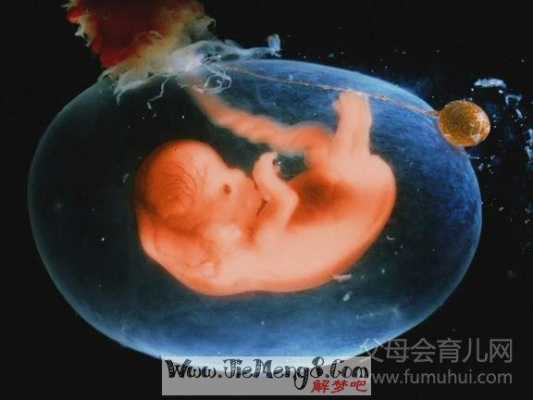 梦见胎儿(梦见胎儿) 第1张 梦见胎儿(梦见胎儿) 第1张