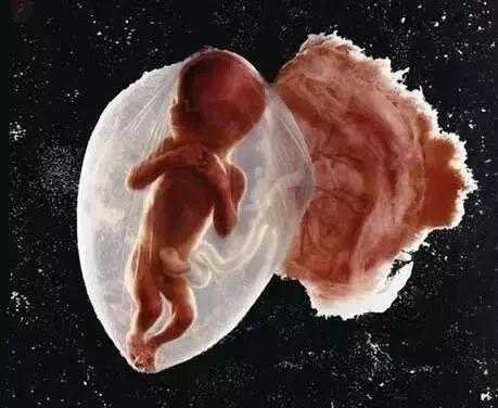26周宝宝在肚子里是什么样子,胎儿26周发育指标 第2张 26周宝宝在肚子里是什么样子,胎儿26周发育指标 第2张