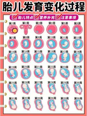 13周胎儿(13周是几个月怎么计算) 第3张 13周胎儿(13周是几个月怎么计算) 第3张