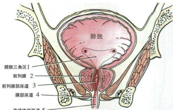 胎儿巨膀胱生下来要多少钱,胎儿膀胱偏大是什么原因造成的 第1张 胎儿巨膀胱生下来要多少钱,胎儿膀胱偏大是什么原因造成的 第1张