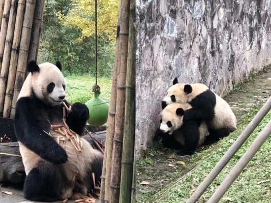 熊猫孕期(熊猫孕期多长时间) 第2张 熊猫孕期(熊猫孕期多长时间) 第2张