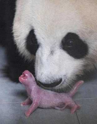 熊猫孕期(熊猫孕期多长时间) 第3张 熊猫孕期(熊猫孕期多长时间) 第3张