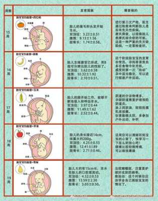 怀孕胎儿发育(怀孕胎儿发育过程图片) 第3张 怀孕胎儿发育(怀孕胎儿发育过程图片) 第3张