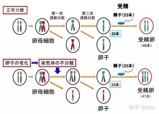 易孕期怀孕几率(40岁的孕妇生唐氏儿的几率有多大) 第1张 易孕期怀孕几率(40岁的孕妇生唐氏儿的几率有多大) 第1张