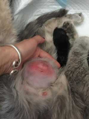 猫咪是如何怀上宝宝的,猫的怀孕期是多久 第1张 猫咪是如何怀上宝宝的,猫的怀孕期是多久 第1张