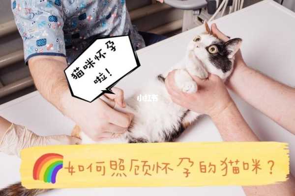 猫咪是如何怀上宝宝的,猫的怀孕期是多久 第3张 猫咪是如何怀上宝宝的,猫的怀孕期是多久 第3张