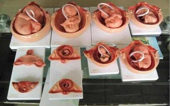 肚子里的胎儿(不同月份宝宝在肚子里的位置) 第3张 肚子里的胎儿(不同月份宝宝在肚子里的位置) 第3张