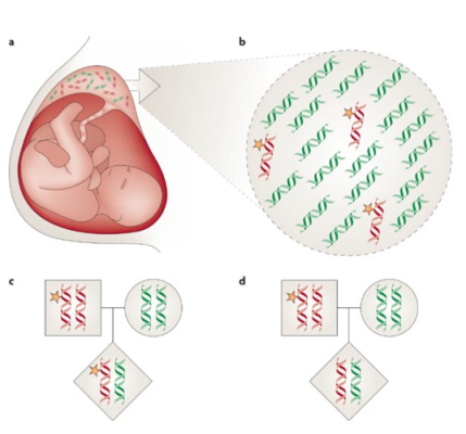 胎儿dna（dna是什么意思）  第2张
