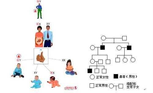 甲亢会遗传给宝宝吗,胎儿遗传谁的基因更多 第2张 甲亢会遗传给宝宝吗,胎儿遗传谁的基因更多 第2张