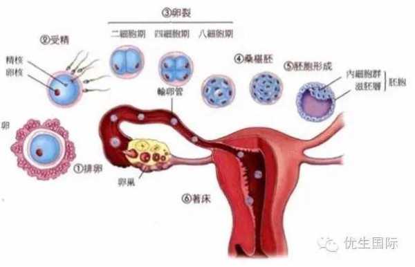 胎儿着床(胎儿着床成功有哪些症状) 第2张 胎儿着床(胎儿着床成功有哪些症状) 第2张