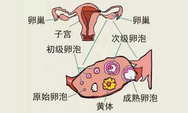 孕期外阴疼  第3张