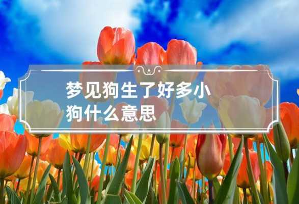 孕期梦见小狗(孕期梦见小狗生男孩女孩) 第3张 孕期梦见小狗(孕期梦见小狗生男孩女孩) 第3张