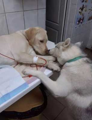 狗会孕吐吗,孕期胰腺炎的症状有哪些表现 第3张 狗会孕吐吗,孕期胰腺炎的症状有哪些表现 第3张