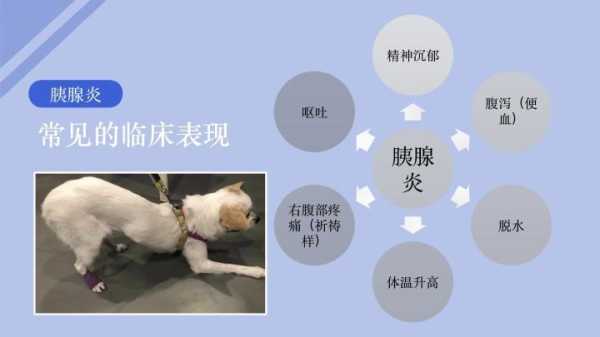 狗会孕吐吗,孕期胰腺炎的症状有哪些表现 第1张 狗会孕吐吗,孕期胰腺炎的症状有哪些表现 第1张