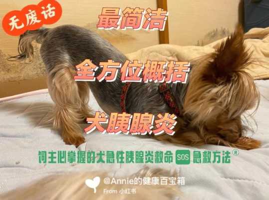 狗会孕吐吗,孕期胰腺炎的症状有哪些表现 第2张 狗会孕吐吗,孕期胰腺炎的症状有哪些表现 第2张