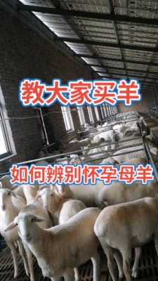 羊的孕期（羊的孕期一般是多少天）  第2张