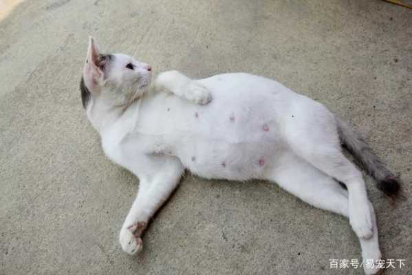 猫的孕期是多久,猫孕期多久生小猫 第3张 猫的孕期是多久,猫孕期多久生小猫 第3张
