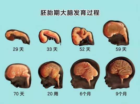 胎儿大脑发育（胎儿大脑发育是几个月）  第2张