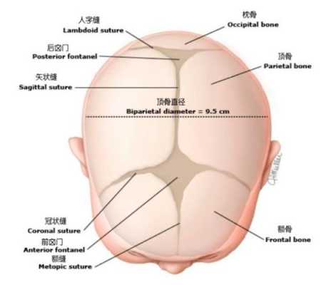 胎儿颅骨(儿童头骨和成人头骨区别) 第3张 胎儿颅骨(儿童头骨和成人头骨区别) 第3张