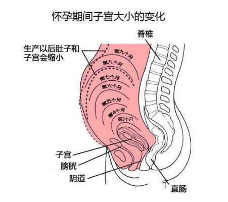 孕期子宫位置(孕期子宫位置变化) 第1张 孕期子宫位置(孕期子宫位置变化) 第1张