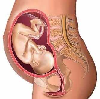 孕期子宫位置(孕期子宫位置变化) 第3张 孕期子宫位置(孕期子宫位置变化) 第3张