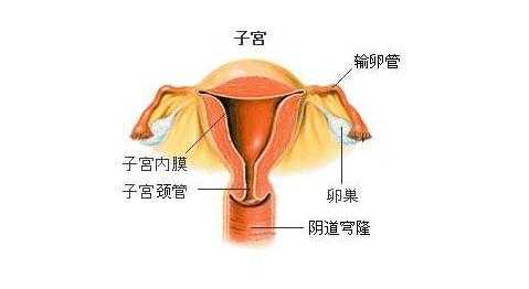 孕期子宫位置(孕期子宫位置变化) 第2张 孕期子宫位置(孕期子宫位置变化) 第2张