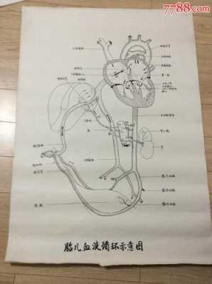 胎儿循环(胎儿循环系统结构图) 第3张 胎儿循环(胎儿循环系统结构图) 第3张