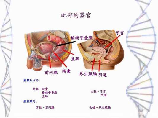 人类孕期（世界上最小怀孕年龄）  第1张