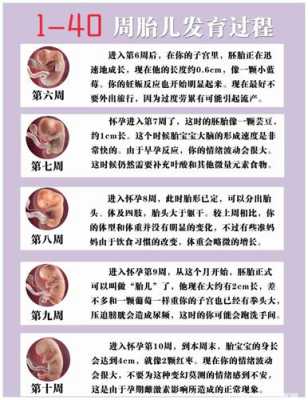 胎儿发育时间(胎儿发育时间) 第2张 胎儿发育时间(胎儿发育时间) 第2张