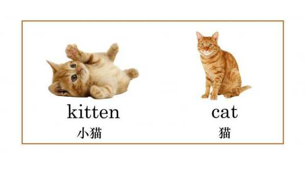 胎儿 英文(kitten和cat有什么区别) 第2张 胎儿 英文(kitten和cat有什么区别) 第2张