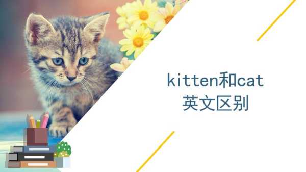 胎儿 英文(kitten和cat有什么区别) 第1张 胎儿 英文(kitten和cat有什么区别) 第1张