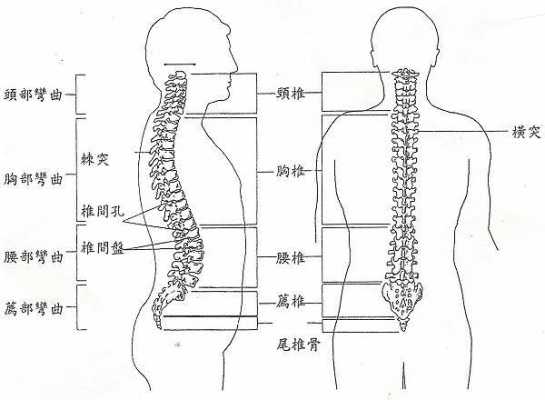 孕期尾椎骨痛(孕期尾椎骨痛什么原因引起的) 第2张 孕期尾椎骨痛(孕期尾椎骨痛什么原因引起的) 第2张