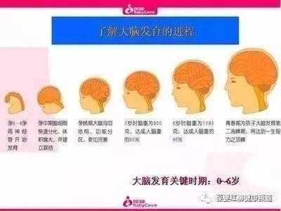 大脑额颞叶发育不良严重吗,胎儿脑发育的关键时期 第1张 大脑额颞叶发育不良严重吗,胎儿脑发育的关键时期 第1张