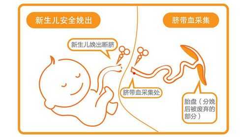 胎儿脐带血(储存脐带血生孩子是什么情况?有什么作用啊) 第2张 胎儿脐带血(储存脐带血生孩子是什么情况?有什么作用啊) 第2张
