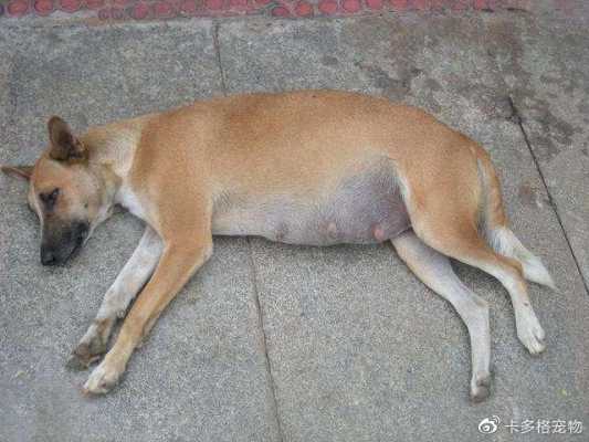 狗狗怀小狗最多需要几个月,狗孕期多久生产 第2张 狗狗怀小狗最多需要几个月,狗孕期多久生产 第2张