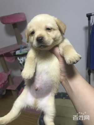 狗狗怀小狗最多需要几个月,狗孕期多久生产 第1张 狗狗怀小狗最多需要几个月,狗孕期多久生产 第1张