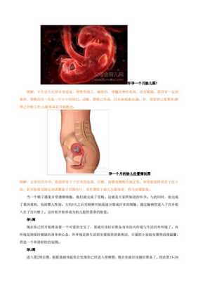 胎儿发育的过程(佛经描述胎儿发育的过程) 第2张 胎儿发育的过程(佛经描述胎儿发育的过程) 第2张