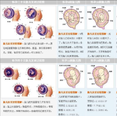 胎儿发育的过程(佛经描述胎儿发育的过程) 第1张 胎儿发育的过程(佛经描述胎儿发育的过程) 第1张
