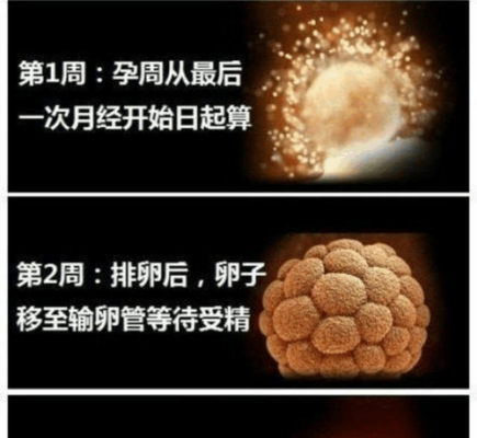 胎儿发育的过程(佛经描述胎儿发育的过程) 第3张 胎儿发育的过程(佛经描述胎儿发育的过程) 第3张