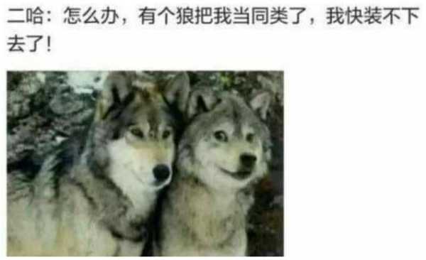 受了伤的狼啥意思,孕期梦见狼是胎梦吗 第1张 受了伤的狼啥意思,孕期梦见狼是胎梦吗 第1张