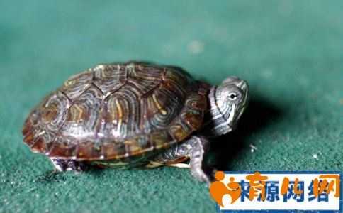 孕期梦到乌龟(孕期梦到乌龟什么意思) 第1张 孕期梦到乌龟(孕期梦到乌龟什么意思) 第1张