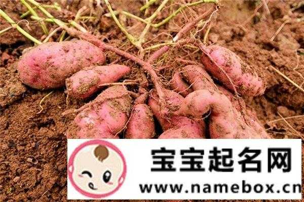 孕期梦见红薯(孕期梦见红薯) 第3张 孕期梦见红薯(孕期梦见红薯) 第3张