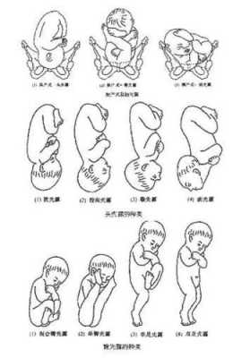 胎儿臀围(胎位臂位是什么意思) 第3张 胎儿臀围(胎位臂位是什么意思) 第3张