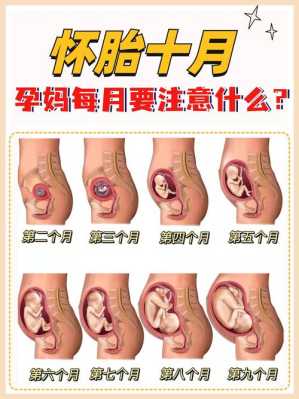 怀孕20周胎儿(怀孕20周了能做人流吗) 第2张 怀孕20周胎儿(怀孕20周了能做人流吗) 第2张
