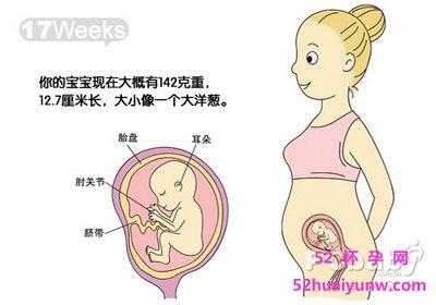 孕17周宝宝在什么位置?能摸到吗,怀孕17周胎儿发育到什么程度了 第2张 孕17周宝宝在什么位置?能摸到吗,怀孕17周胎儿发育到什么程度了 第2张