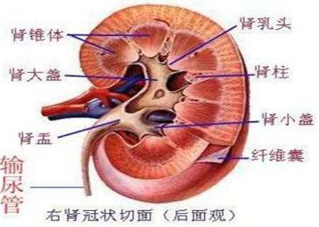 肾盂扩张是什么意思,胎儿肾盂扩张是什么意思 第2张 肾盂扩张是什么意思,胎儿肾盂扩张是什么意思 第2张
