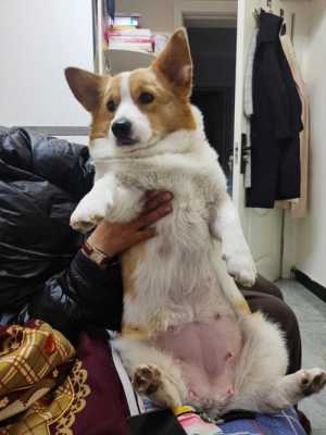 狗狗孕期多久(狗狗孕期多久生产) 第3张 狗狗孕期多久(狗狗孕期多久生产) 第3张