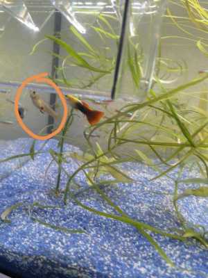 孔雀鱼孕期(孔雀鱼怀孕期间需要喂食吗) 第3张 孔雀鱼孕期(孔雀鱼怀孕期间需要喂食吗) 第3张