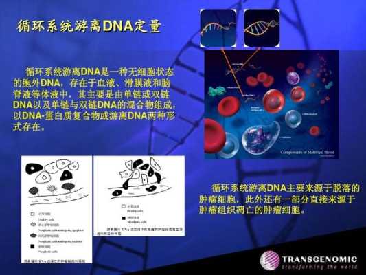 胎儿游离dna(细胞质里有没有游离dna) 第1张 胎儿游离dna(细胞质里有没有游离dna) 第1张